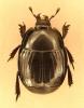 Atholus praetermissus